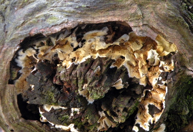 Aphyllophorales in giardino